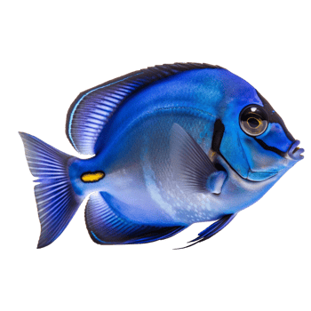 Blue tang fish on transparent background, created with png
