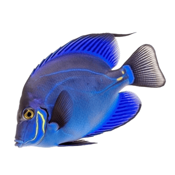 Blue tang fish on transparent background, created with png