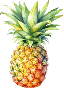 Pineapple Fruit Watercolor. d png
