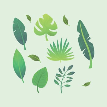 Beautiful tropical leaves vector