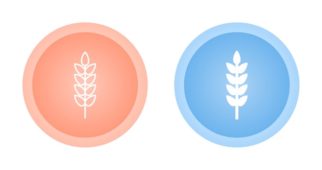 Wheat Vector Icon