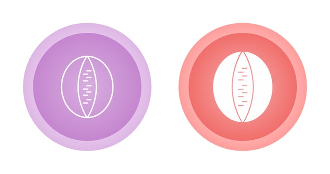 Rockmelon Vector Icon