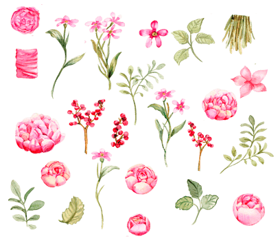 Watercolor illustration set of roses elements. Hand-drawn blooming flowers . Perfect for wedding invitation, greetings card, posters, party decor. png