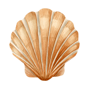 Sea scallop, sea shell . Watercolor hand draw illustration. Isolated. png