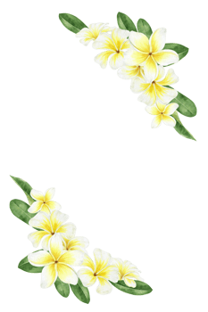 Yellow plumeria flowers. Tropical exotic flowers. Watercolor frame. For greeting cards, postcard, scrapbooking, packaging design png