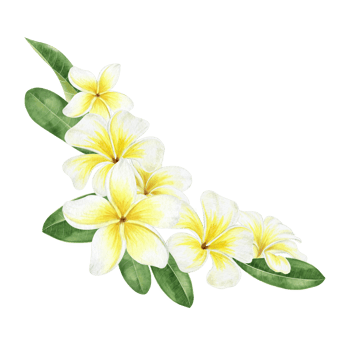 Yellow plumeria flowers. Tropical exotic flowers. Flower frame. Watercolor composition. For greeting cards, postcard, scrapbooking, packaging design png