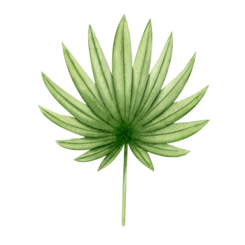 Green palm leaf of round shape. Watercolor illustration, hand-drawn. Tropical leaves. Chamaerops humilis. A leaf of a fan palm. Isolated png