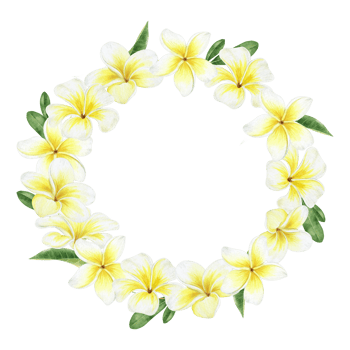 Yellow plumeria flowers. Tropical exotic flowers. Watercolor round frame. For greeting cards, postcard, scrapbooking, packaging design png