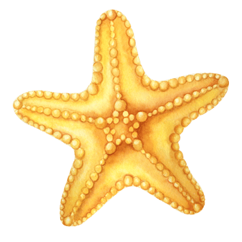 Orange starfish. Watercolor png