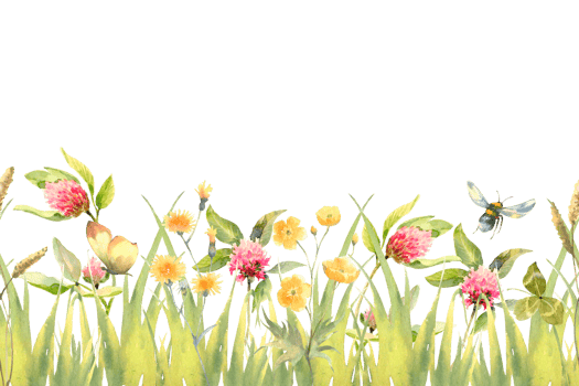 Watercolor hand drawn meadow herbal seamless border with green grass, red clover flowers and buttercup. png