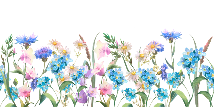 Seamless border with Herbs and wild flowers, leaves, butterflies. Botanical Illustration. Template with place for text png