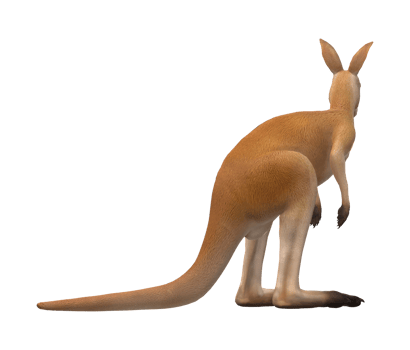 Kangaroo isolated on a Transparent Background png