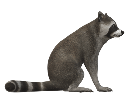 Raccoon isolated on a Transparent Background png