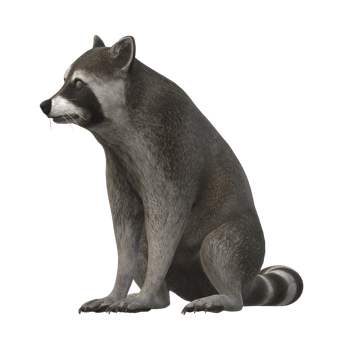 Raccoon isolated on a Transparent Background png