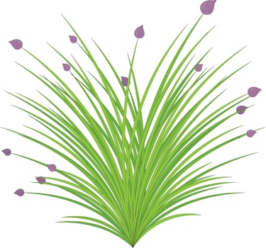 Early spring plant with light violet buds vector illustration