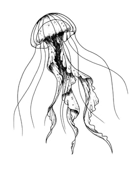 Jellyfish. Vector hand drawn illustration of Jelly Fish on isolated background in outline style. Drawing of sea animal. Engraving of undersea fish painted by black ink for icon or logo. Linear sketch.