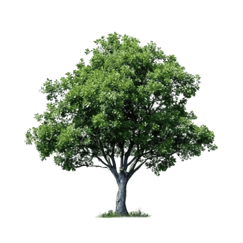 Green tree isolated. Illustration png