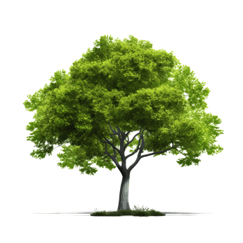 Green tree isolated. Illustration png