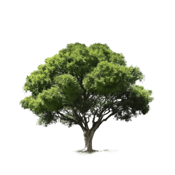 Green tree isolated. Illustration png