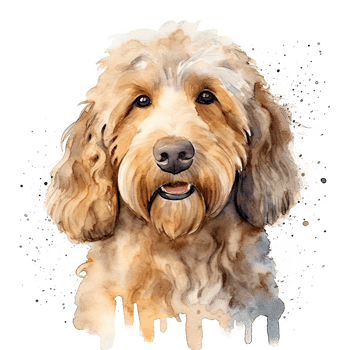 Cute watercolor goldendoodle dog. Illustration png