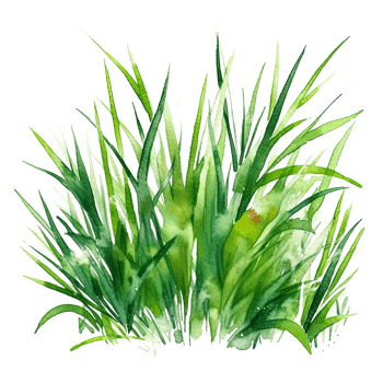 Watercolor green grass. Illustration png