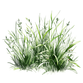 Watercolor green grass. Illustration png