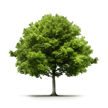 Green tree isolated. Illustration png