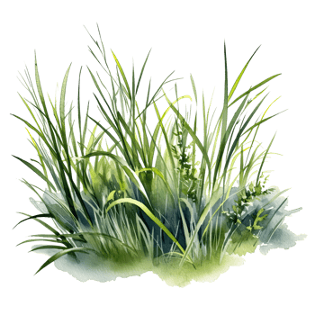 Watercolor green grass. Illustration png