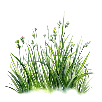 Watercolor green grass. Illustration png