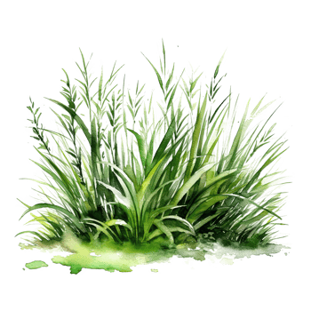 Watercolor green grass. Illustration png