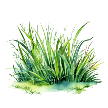 Watercolor green grass. Illustration png