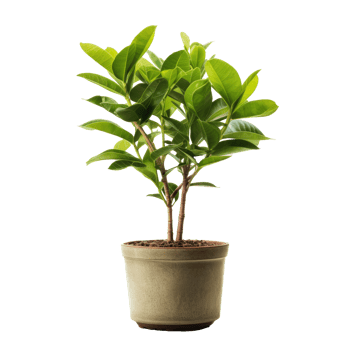 Green domestic plant in flowerpot. Illustration png