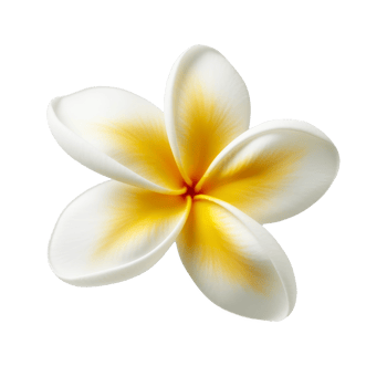 Plumeria flower isolated. Illustration png