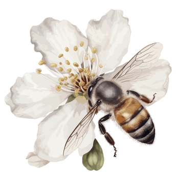 watercolor bee honeycomb honey flowers . png