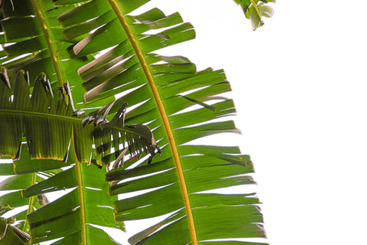 Enlarge the banana leaf part of the banana plant. cut out background png