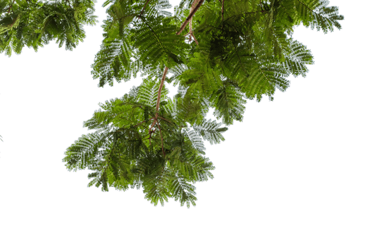 branches isolated foreground cut out background png