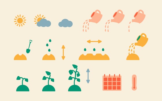 Step-by-step instructions for planting plant and flower seeds. Vector icons of planting and seed growth process, watering rate, temperature and planting calendar. Seedling growth process.
