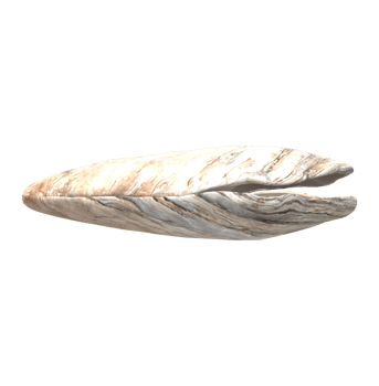 Oyster isolated on a Transparent Background png