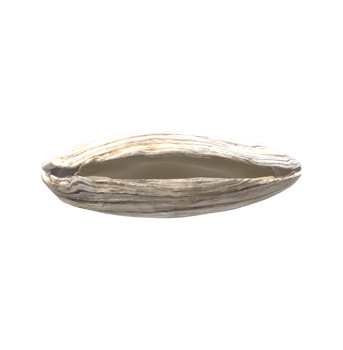 Oyster isolated on a Transparent Background png