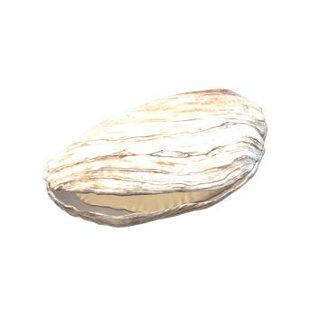 Oyster isolated on a Transparent Background png