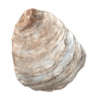 Oyster isolated on a Transparent Background png