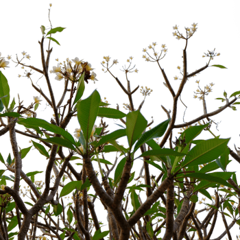 green leaves and flowers on a branch png