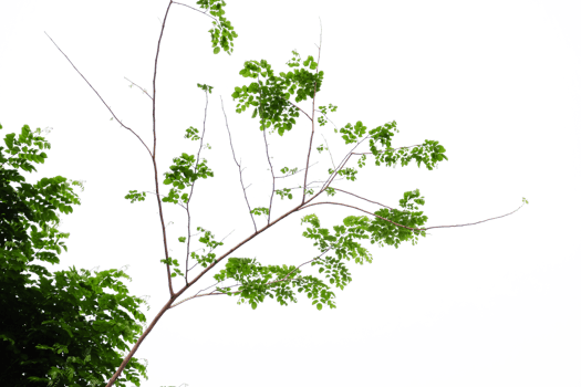 tree branch with green leaves isolated png