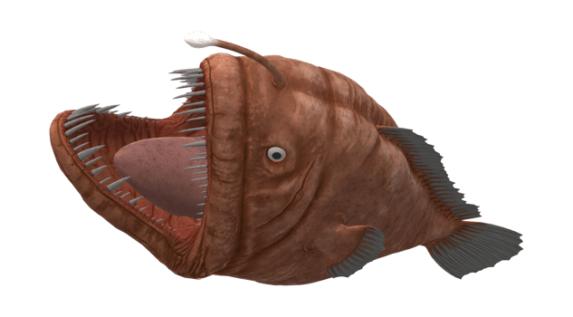 Angler Fish isolated on a Transparent Background png