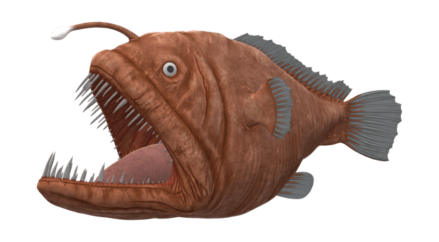Angler Fish isolated on a Transparent Background png