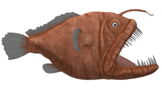 Angler Fish isolated on a Transparent Background png