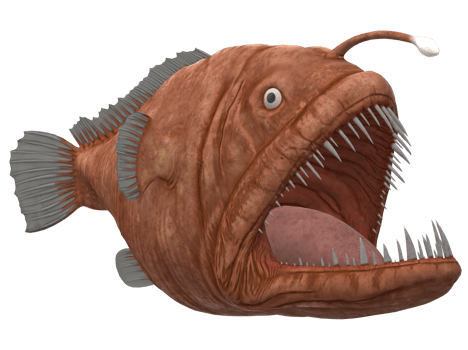 Angler Fish isolated on a Transparent Background png