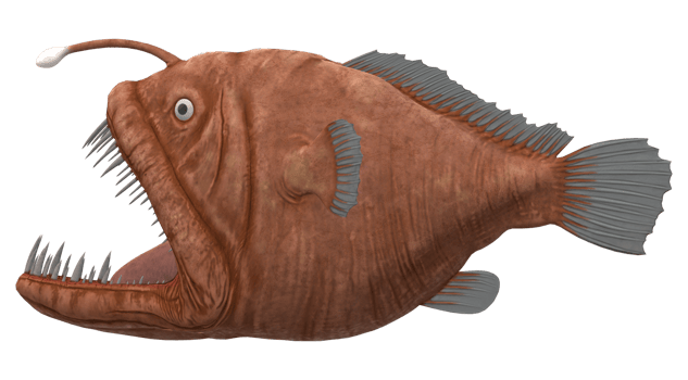 Angler Fish isolated on a Transparent Background png