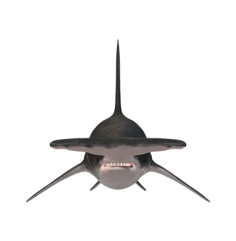 Hammer Head Shark isolated on a Transparent Background png