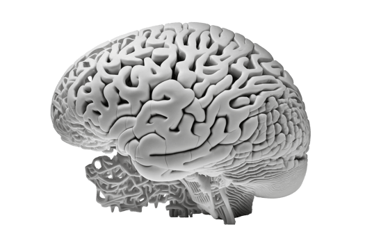 Human brain on transparent background, created with png